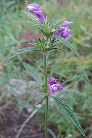 Galeopsis angustifolia \ Schmalblttriger Hohlzahn / Red Hemp-Nettle, Kroatien/Croatia Rijeka 16.7.2007