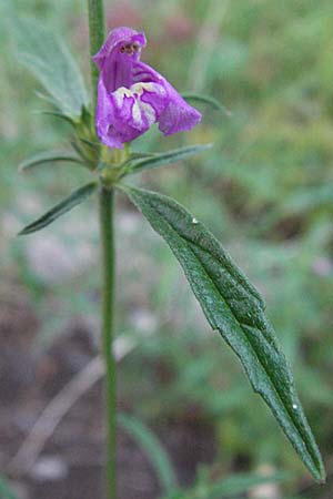 Galeopsis angustifolia \ Schmalblttriger Hohlzahn / Red Hemp-Nettle, Kroatien/Croatia Rijeka 16.7.2007