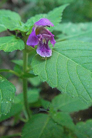 Galeopsis tetrahit \ Stechender Hohlzahn / Common Hemp-Nettle, Kroatien/Croatia Učka 14.7.2007