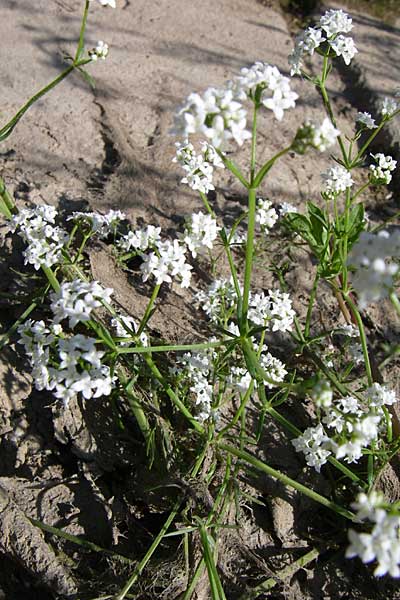 Galium palustre agg. \ Sumpf-Labkraut / Common Marsh Bedstraw, Kroatien/Croatia Donji Budački 31.5.2008