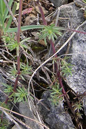 Galium lucidum \ Glanz-Labkraut / Shining Bedstraw, Kroatien/Croatia Plitvička 2.6.2008