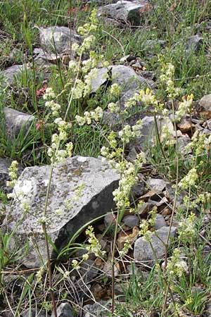 Galium lucidum \ Glanz-Labkraut / Shining Bedstraw, Kroatien/Croatia Plitvička 2.6.2008