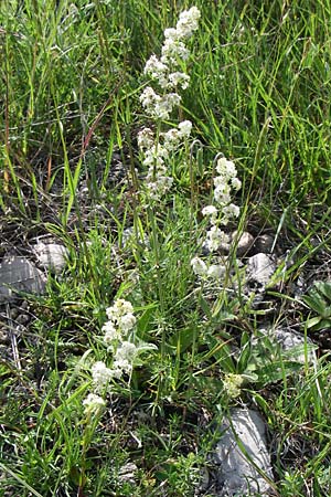 Galium lucidum \ Glanz-Labkraut / Shining Bedstraw, Kroatien/Croatia Plitvička 2.6.2008