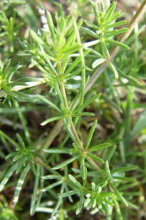 Galium lucidum \ Glanz-Labkraut / Shining Bedstraw, Kroatien/Croatia Plitvička 2.6.2008