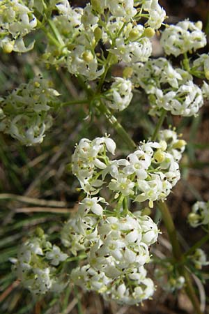 Galium lucidum \ Glanz-Labkraut / Shining Bedstraw, Kroatien/Croatia Plitvička 2.6.2008