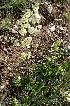 Galium lucidum \ Glanz-Labkraut / Shining Bedstraw, Kroatien/Croatia Plitvička 2.6.2008