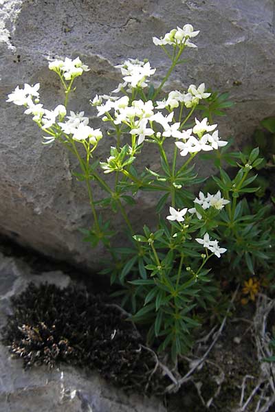 Galium anisophyllon \ Ungleichblttriges Labkraut / Alpine Bedstraw, Kroatien/Croatia Velebit Zavizan 30.6.2010