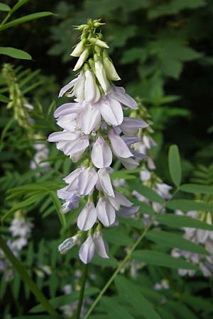 Galega officinalis \ Geiraute / Goat's Rue, Kroatien/Croatia Medvednica 1.7.2010