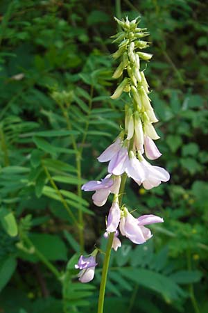 Galega officinalis \ Geiraute / Goat's Rue, Kroatien/Croatia Medvednica 1.7.2010