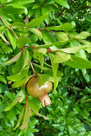 Punica granatum \ Granatapfel / Pomegranate, Kroatien/Croatia Istrien/Istria, Ičići 18.8.2016