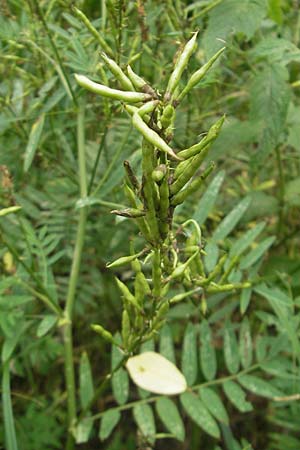 Galega officinalis \ Geiraute / Goat's Rue, Kroatien/Croatia Medvednica 18.7.2010