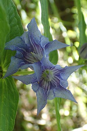 Gentiana asclepiadea \ Schwalbenwurz-Enzian / Willow Gentian, Kroatien/Croatia Risnjak 14.8.2016