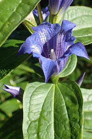 Gentiana asclepiadea \ Schwalbenwurz-Enzian / Willow Gentian, Kroatien/Croatia Risnjak 14.8.2016