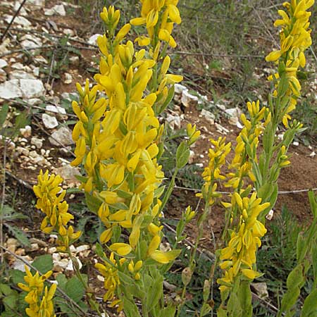Genista tinctoria \ Frber-Ginster / Dyer's Greenweed, Kroatien/Croatia Istrien/Istria, Pazin 27.5.2006