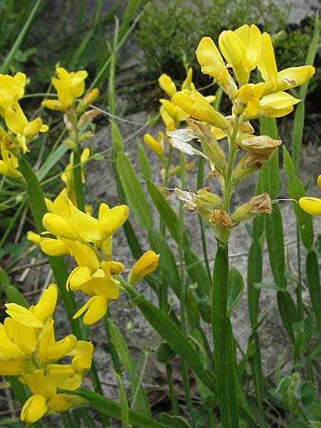 Genista sagittalis \ Flgel-Ginster / Pennate Greenweed, Kroatien/Croatia Velebit 1.6.2006
