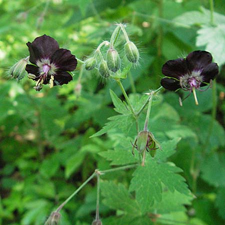 Geranium phaeum \ Brauner Storchschnabel / Dusky Crane's-Bill, Kroatien/Croatia Medvednica 5.6.2006