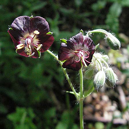 Geranium phaeum \ Brauner Storchschnabel / Dusky Crane's-Bill, Kroatien/Croatia Medvednica 5.6.2006