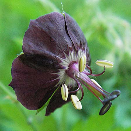 Geranium phaeum \ Brauner Storchschnabel / Dusky Crane's-Bill, Kroatien/Croatia Medvednica 5.6.2006