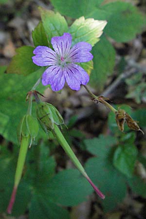 Geranium nodosum \ Knotiger Storchschnabel / Knotted Crane's-Bill, Kroatien/Croatia Velebit 16.7.2007