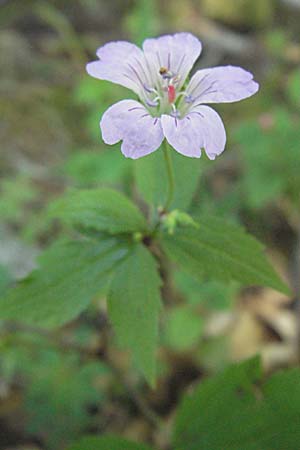 Geranium nodosum \ Knotiger Storchschnabel / Knotted Crane's-Bill, Kroatien/Croatia Velebit 16.7.2007