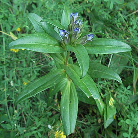 Gentiana cruciata \ Kreuz-Enzian / Cross-Leaved Gentian, Kroatien/Croatia Plitvička 18.7.2007