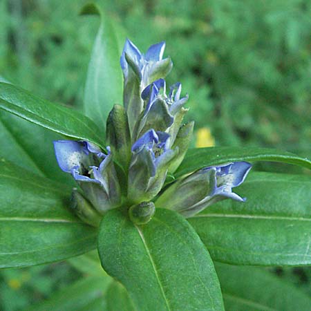 Gentiana cruciata \ Kreuz-Enzian / Cross-Leaved Gentian, Kroatien/Croatia Plitvička 18.7.2007