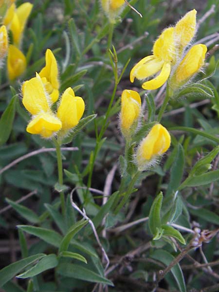 Genista sericea \ Seidenhaar-Ginster, Kroatien Velebit Oltare 29.6.2010