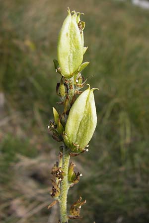 Veratrum album subsp. album \ Weier Germer / White False Hellebore, Kroatien/Croatia Velebit 19.8.2016