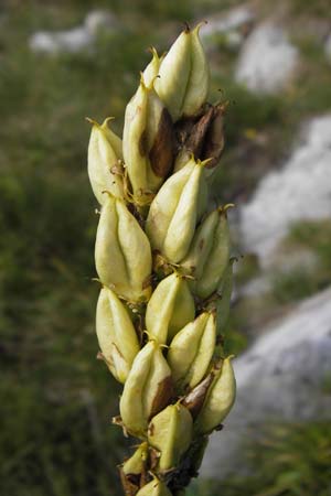 Veratrum album subsp. album \ Weier Germer / White False Hellebore, Kroatien/Croatia Velebit 19.8.2016