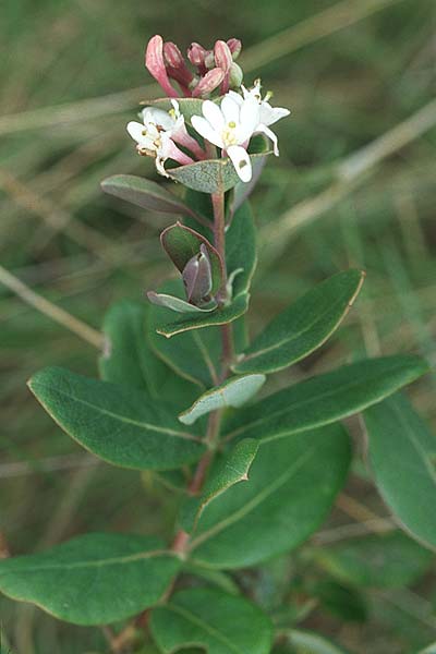 Lonicera implexa \ Windendes Gei�blatt / Evergreen Honeysuckle, Kroatien/Croatia Korčula, Prizba 5.4.2006