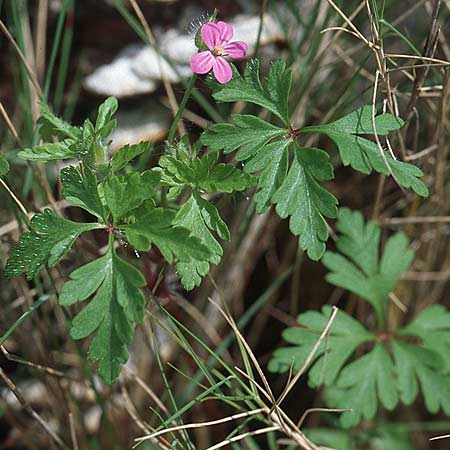 Geranium purpureum \ Purpur-Storchschnabel / Little Robin, Lesser Herb Robert, Kroatien/Croatia Šibenik 2.4.2006