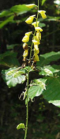 Cytisus nigricans \ Schwarzwerdender Geiklee / Black Broom, Kroatien/Croatia Medvednica 20.7.2007