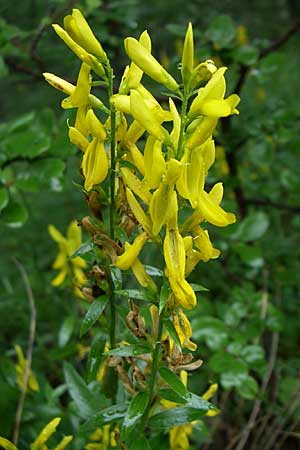 Genista tinctoria \ Frber-Ginster / Dyer's Greenweed, Kroatien/Croatia Istrien/Istria, Zminj 5.6.2008
