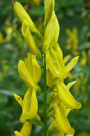 Genista tinctoria \ Frber-Ginster / Dyer's Greenweed, Kroatien/Croatia Istrien/Istria, Zminj 5.6.2008