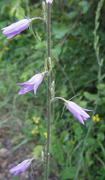 Campanula rapunculus \ Rapunzel-Glockenblume / Rampion Bellflower, Kroatien/Croatia Istrien/Istria, Poreč 26.5.2006