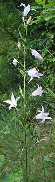 Campanula rapunculus \ Rapunzel-Glockenblume / Rampion Bellflower, Kroatien/Croatia Istrien/Istria, Poreč 26.5.2006