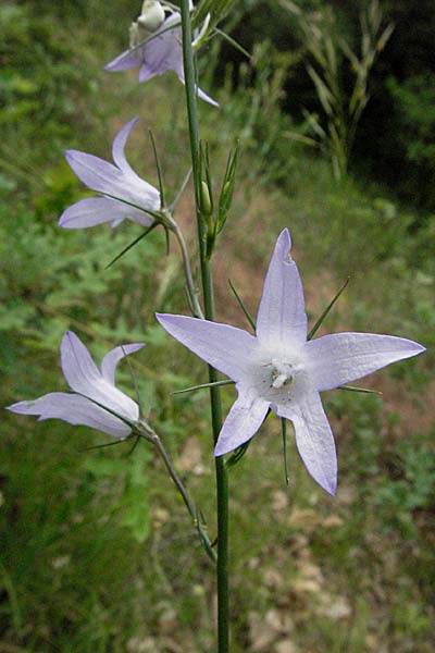 Campanula rapunculus \ Rapunzel-Glockenblume / Rampion Bellflower, Kroatien/Croatia Istrien/Istria, Poreč 26.5.2006