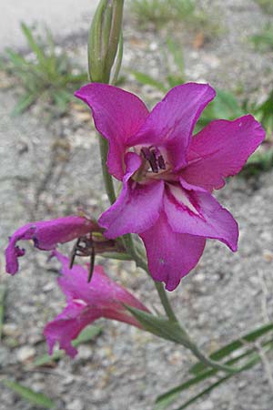 Gladiolus italicus \ Gladiole / Field Gladiolus, Kroatien/Croatia Istrien/Istria, Grači&scaron;će 27.5.2006