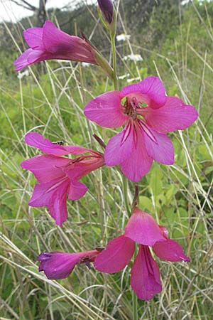 Gladiolus italicus \ Gladiole / Field Gladiolus, Kroatien/Croatia Istrien/Istria, Grači&scaron;će 27.5.2006