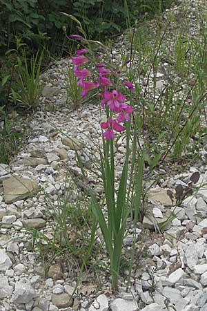Gladiolus italicus \ Gladiole / Field Gladiolus, Kroatien/Croatia Istrien/Istria, Grači&scaron;će 27.5.2006