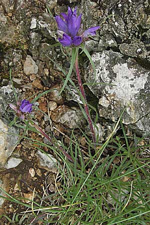 Edraianthus graminifolius \ Grasblttrige Bschel-Glockenblume / Grassy Bells, Kroatien/Croatia Senj 2.6.2006