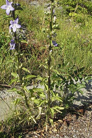 Campanula pyramidalis \ Adriatische Glockenblume, Pyramiden-Glockenblume / Chimney Bellflower, Kroatien/Croatia Rijeka-Trsat 15.7.2007