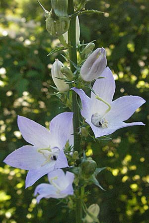 Campanula pyramidalis \ Adriatische Glockenblume, Pyramiden-Glockenblume / Chimney Bellflower, Kroatien/Croatia Rijeka-Trsat 15.7.2007