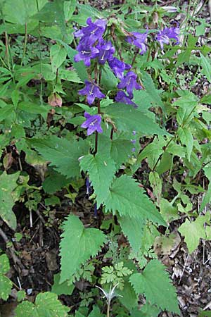 Campanula trachelium \ Nesselblttrige Glockenblume / Nettle-Leaved Bellflower, Kroatien/Croatia Risnjak 15.7.2007