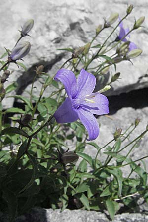 Campanula waldsteiniana \ Waldstein-Glockenblume / Waldstein's Bellflower, Kroatien/Croatia Velebit Zavizan 17.7.2007