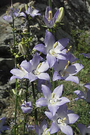 Campanula pyramidalis \ Adriatische Glockenblume, Pyramiden-Glockenblume / Chimney Bellflower, Kroatien/Croatia Senj 18.7.2007