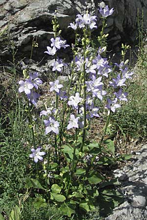 Campanula pyramidalis \ Adriatische Glockenblume, Pyramiden-Glockenblume / Chimney Bellflower, Kroatien/Croatia Senj 18.7.2007