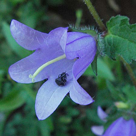 Campanula trachelium \ Nesselblttrige Glockenblume / Nettle-Leaved Bellflower, Kroatien/Croatia Učka 14.7.2007