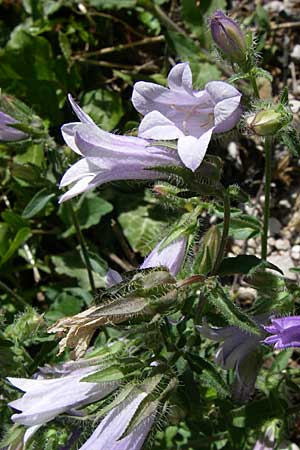 Campanula sibirica \ Sibirische Glockenblume / Siberian Bellflower, Kroatien/Croatia Knin 2.6.2008