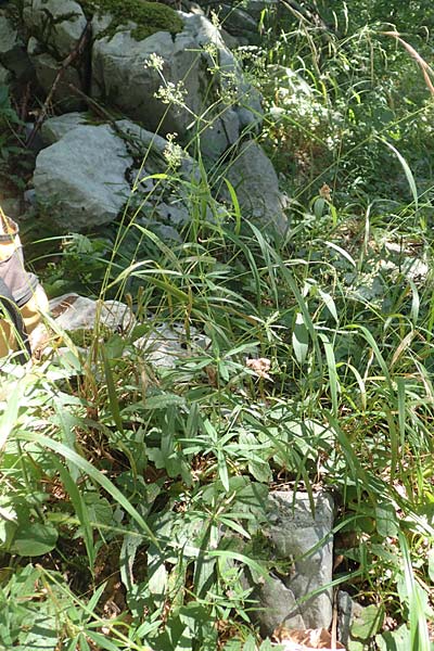 Galium laevigatum \ Glattes Labkraut / Sleek Bedstraw, Kroatien/Croatia Risnjak 14.8.2016
